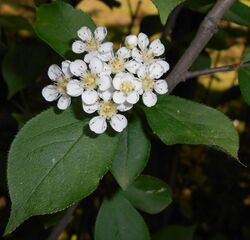 Photinia villosa 2015-06-01 OB 059.jpg