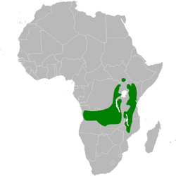 Phyllastrephus cabanisi distribution map.png