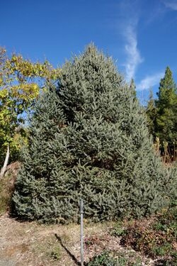 Picea likiangensis - Quarryhill Botanical Garden - DSC03425.JPG