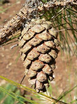 Pinus herrerae cone.jpg