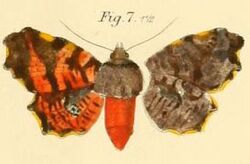 Pl.1-07-Pachythyris zellerii=Dysodia zelleri (Dewitz, 1881).JPG