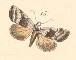 Pl.108-15-Abacena accincta (Felder & Rogenhofer 1874).JPG