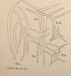 Plate26 Fig 6a-6e journaloflinnean35192224linn 0655 (cropped).jpg