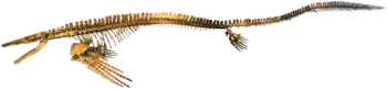 Reconstructed skeleton of Plotosaurus