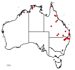 Polygala linariifolia recordings in Australia, June 2023.png