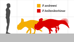 Protoceratops size.png