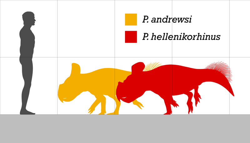 File:Protoceratops size.png