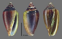 Pterygia conus 001.jpg