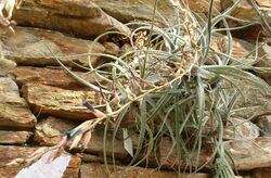 Puya laxa HabitusInflorescence BotGardBln0906k.jpg