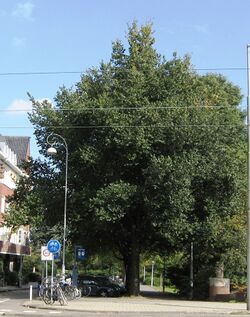 RN Ulmus minor Schuurhoek ( beethovenstraat amsterdam).jpg