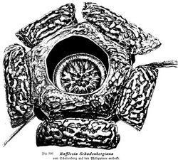 Rafflesia schandenbergiana illustration.jpg