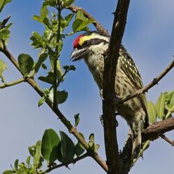 Red-fronted barbet (Tricholaema diademata).jpg