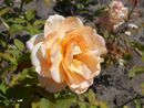 Rosa Apricot Nectar 2018-07-16 6739.jpg