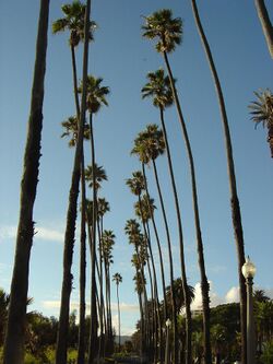 Santa Monica Palm Trees.jpg