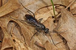 Spider Wasp - Priocnemis minorata, Merrimac Farm Wildlife Management Area, Aden, Virginia.jpg