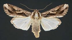 Spodoptera dolichos.jpg