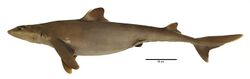 Squalus hawaiiensis (10.3897-zookeys.798.28375) Figure 3.jpg
