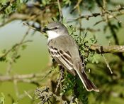 Suiriri suiriri - Suiriri flycatcher Argentina.jpg