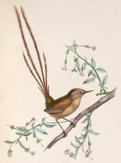 Sylviorthorhynchus desmursii 1845.jpg