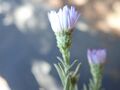 Symphyotrichum defoliatum 52998472.jpg