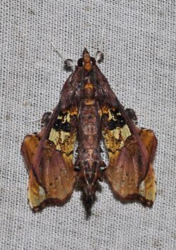 Terastia egialealis (Crambidae- Spilomelinae) (22389073153).jpg