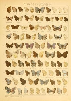 The Macrolepidoptera of the world (Taf. 78) (8145300764).jpg