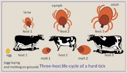 Three-host-life-cycle-hard-tick.png