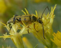 Typocerus balteatus P1520440a.jpg