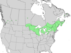 Viburnum opulus americanum range map 3.png