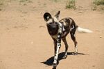 West African Wild Dog.jpg