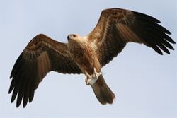 WhistlingKite.jpg