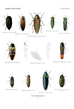 Wytsman.Genera.Insectorum.Buprestidae.02.jpg