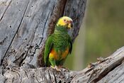 Yellow-faced parrot (Alipiopsitta xanthops) yellow morph.JPG