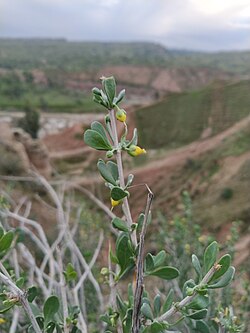Zygophyllum Atriplicoides in Behbahan, Iran