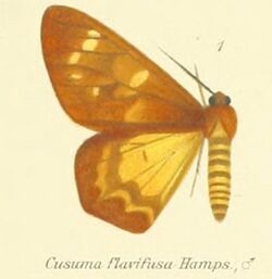 01-Cusama flavifusa, Hampson.JPG