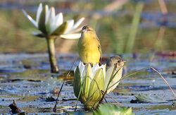 20160605 0518 Bangweulu Tisserin du Katanga (cropped).jpg