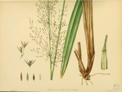 A hand-book to the flora of Ceylon (Plate XCIX) (6430667765).jpg