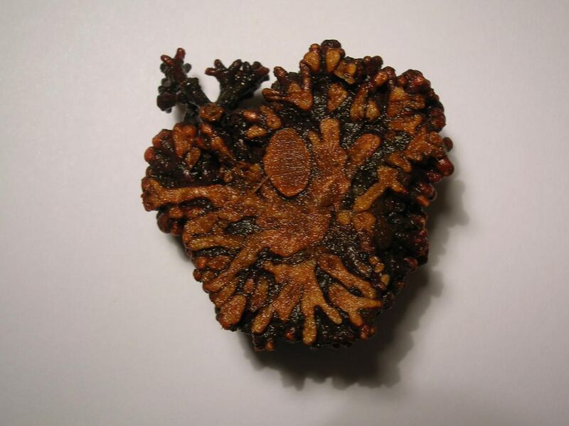 File:A sectioned alder root nodule gall.JPG