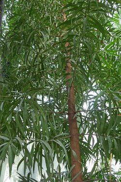 Afrocarpus mannii-Jardin des Plantes de Paris (3).jpg