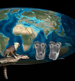 Two molars, one of Afrotarsius (left) and one of Afrasia (right), are compared, with an Eocene map of the globe showing where each came from. In the lower-left, a life reconstruction of Afrotarsius is shown.
