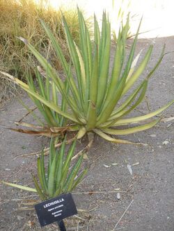 Slender-leaved agave plant with species identification sign