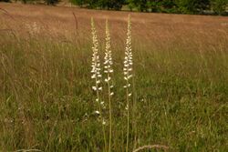 Aletris farinosa (white colic-root), West Greenwich, RI (32127781726).jpg