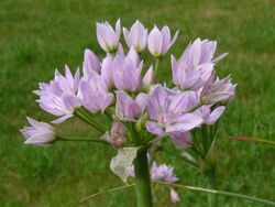 Allium roseum0.jpg