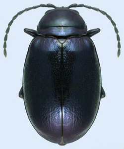 Altica chalybea UGA 5204082.png