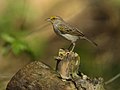Ammodramus aurifrons Sabanero zumbador Yellow-browed Sparrow (18532854956).jpg