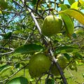 Annona glabra 06 - green fruits on branches.jpg