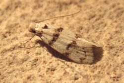 Aprominta sp. (ToPet) (34893603704).jpg