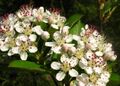 Aronia arbutifolia2475275707.jpg