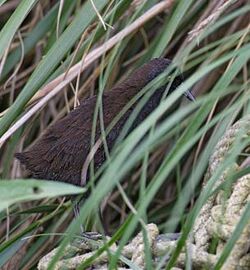 Dark rail standing on old fishing nets hidden by grass