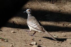 Barred dove (Geopelia maugei).jpg